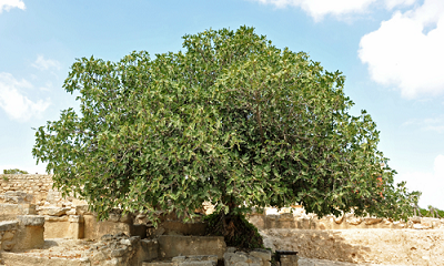 vijgenboom